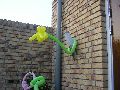 Balloon flower Picture 16