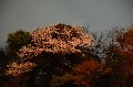 Hanami Picture 0