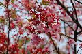 Cherry blossom Picture 13
