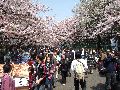 Hanami, Ueno park Picture 15