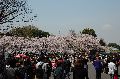 Hanami, Ueno park Picture 17