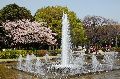 Hanami, Ueno park Picture 18