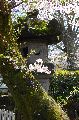 Hanami, Ueno park Picture 19