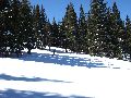 Other place between the trees Picture 20