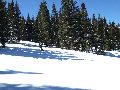 Other place between the trees Picture 21