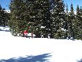 Other place between the trees Picture 28