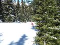 Other place between the trees Picture 30